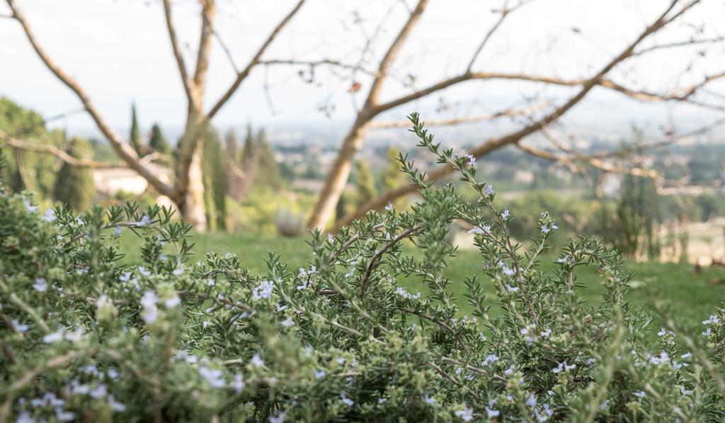 B&B Cantico Delle Creature Assisi Ngoại thất bức ảnh